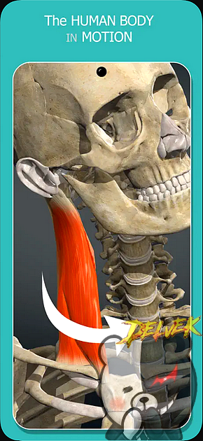 3D Atlas - Anatomy Learning iPhone screenshot 4