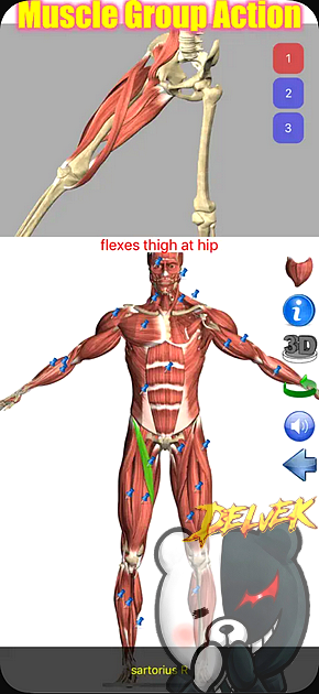 Visual Anatomy iPhone screenshot 2