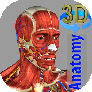 3D Anatomy